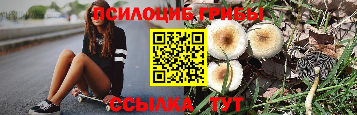 Псилоцибиновые грибы Psilocybine cubensis Пушкино